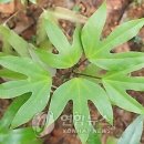 이채원 국밥 이미지