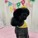 영천애견미용 이미지