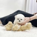 아띠콩