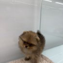 이정훈 강아지 하남본점 이미지