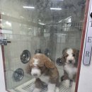 스탠푸켄넬 이미지