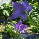 태순네민박 이미지