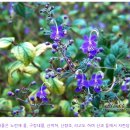 교련수 수정 이미지