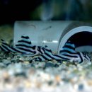 디스커스코리아 이미지