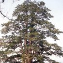 ◇리듬짝[리찾사짝춤-댄스정원]한국에서 가장 나이 많은 나무는? 이미지