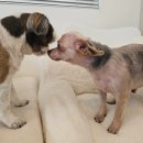 멍뭉살롱 | 수완지구 친절한 애견 미용 전문점 &#39; 살롱드 멍뭉 &#39; 이용 후기(ft.당일예약 가능)