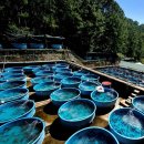 베트남의 철갑상어 양식장 이미지
