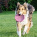 (주)에듀펫 | 펫사진작가 되는 법: 장비 선택부터 마케팅까지