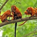 황금종1 이미지