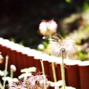 꽃술