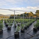 상부농장(2농장) 이미지