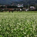 봉평메밀밭 이미지