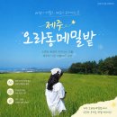 제주 오라동 메밀밭 | 청보리밭 유채꽃 실시간 후기 제주공항 근처 가볼 만한 곳 입장료 주차