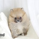 고려애견샵 이미지