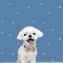 하얀이언니네 이미지