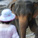 Spirit Untamed 이미지