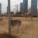 쉼터사슴농장 이미지