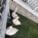 나비키친 | [함평카페] 함평나비카페 솔직후기 (키친205 웨이팅 포기하고 찾은 찐 딸기맛집)