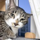 평택우리병원 | 평택 고덕365동물병원 후기 (원고비 받고 쓰는글 아님ㅋㅋ)