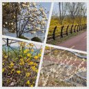 소양강변길(봄내길 4-1코스) | 춘천의 봄_소양강변길 길게 걷기