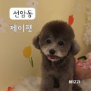 개를 미용하는 남자 | 광주애견미용 잘하는곳 제이펫, 광산구 반려견미용 위생목욕