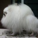 화이트폼 이미지