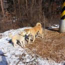 해밀염소농원 이미지