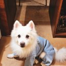 최재호 한방동물병원 | 동인천 한방동물병원 화타ㅣ노견 침치료 후기