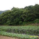 푸른솔농장4 이미지