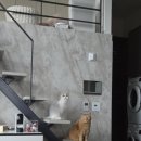 수기 | 고양이 정수기 &#39;젤리냥수기&#39; 내돈내산 후기/고양이 정수기 추천