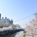 계산천 | [블챌] 뒤늦게 벚꽃놀이 후기