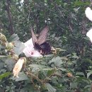 구평동-31 이미지