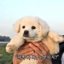 곰도리 이미지