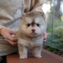 오독 강아지 안심분양센터 부산점 | 부산강아지분양 사랑하는 가족