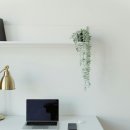 플랜테리어 홈가드닝 이미지