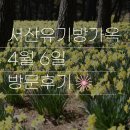 봄 내음 가득, 플로리스트(4월) | 2026 서산 유기방 가옥 수선화 축제 4월 6일 실시간 후기&amp;주차 후기