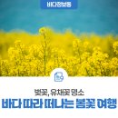 새천년공인중개사사무소 | 바다따라 떠나는 봄꽃 여행 (벚꽃, 유채꽃 명소)