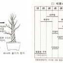 [분재 600선] 491~ 494. 수종별 분재가꾸기 요령 - 석류나무 이미지