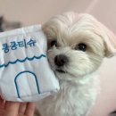 킁킁 | 강아지노즈워크 '킁킁티슈' 장난감 내돈내산 후기