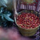 커피바리스타2급(월) 이미지