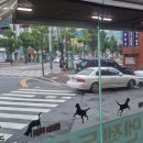 엔젤동물병원 이미지