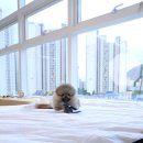 클라라 애견 이미지