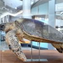 신안갯벌박물관 이미지