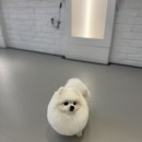 깔롱펫 이미지