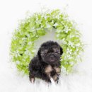 곱슬강아지 이미지