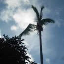한선생님의 수필( 은퇴이민 2기 186. 코코넛 나무) 이미지