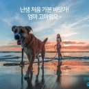 도그몽 이미지