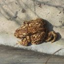 황금 두꺼비 사랑 이미지