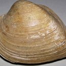 진주 가진리 새발자국과 공룡발자국 화석산지 이미지