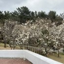 충혼탑화장실 | 창원 충혼탑 목련 3/27 오후 1시 방문 후기